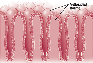 Primer plano de un corte transversal de las vellosidades del intestino normales.