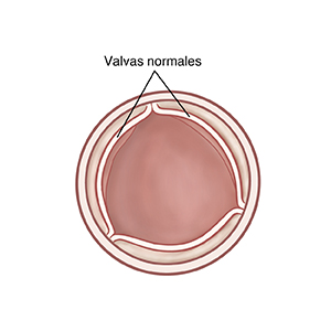 Vista superior de válvula aórtica abierta con aletas normales.